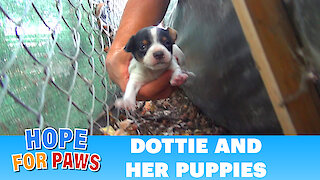 Homeless mom gives birth to three puppies on a college campus. Please share.
