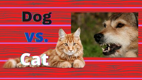 Dog versus Cat!