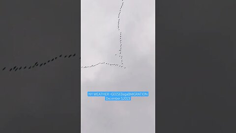 NY WEATHER ~GEESE MIGRATION 12/05/2023