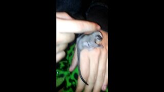 Baby Sugar Glider