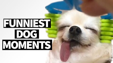 Try Not to Laugh CHALLENGE - 10 Minutes of Funny Dogs