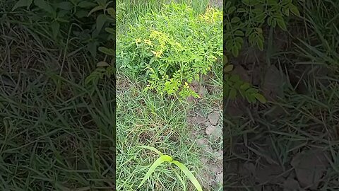 my hobbshopgardening gardening‌channelhow to moringamoringa planthow to grow#cutebabymoringa plantng