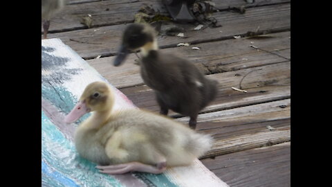 New duckling adventures to the pool