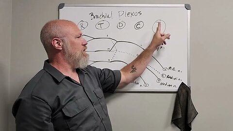 UV Anatomy Brachial Plexus