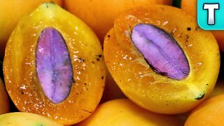 Plum Mango | Fruits You've Never Heard Of