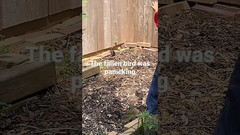 Fallen baby bird panicked 😱 #savingababybird #birdrescue #babybirdrescue #babybirds #babybirdvideo