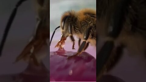 Une vidéo en gros plan de l'abeille 💓💓💓