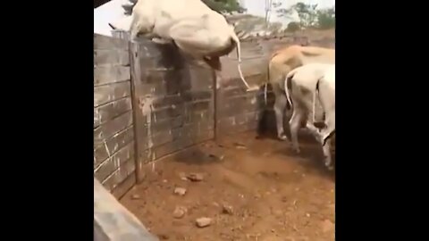 Cow escaping tactic