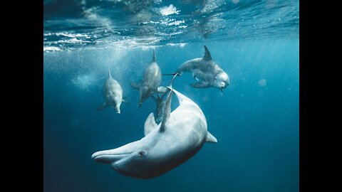 Dolphins - Very interesting!