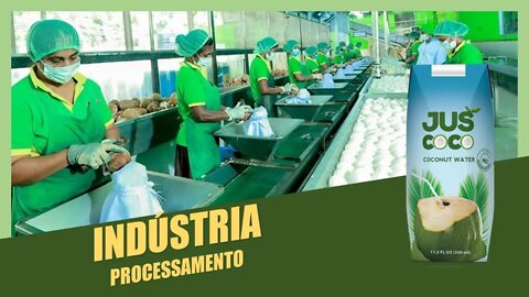 Água de Côco: Como é Processada da Fábrica até a loja?