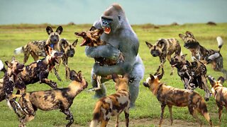 Unbelievable. Monkey Turned Wild Dog Into His Game - Baboon Vs Wild Dog, Leopard