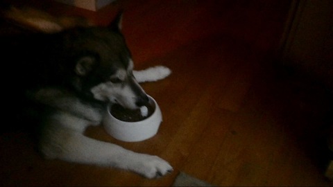Dog only eats when bowl is pushed under his face