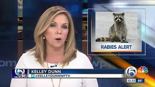 Raccoon tests positive for rabies in Delray Beach