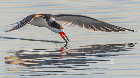 The Number of Black Skimmers is Growing Each Day