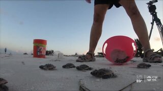 Hundreds of sea turtle nests relocated to make room for beach replenishment project on Anna Maria Island