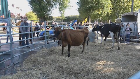 France: Farmers bring cows to downtown Nantes in protest of biogas project - 19.10.2021