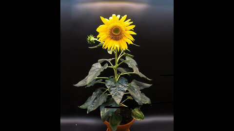 Growing Sunflower Time Lapse - Seed To Flower In 83 Days