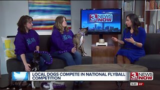 FLYBALL DOGS
