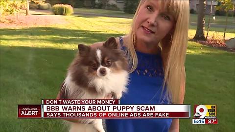 BBB warns about puppy scam