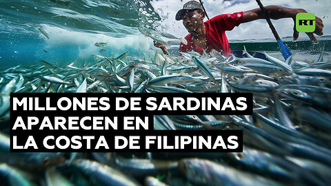 Espectáculo insólito: millones de sardinas inundan la costa filipina