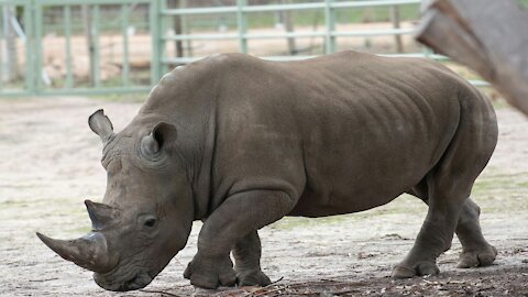 Esme The Rhino Gets Dehorned