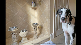 Loving Great Danes Means You Never Pee Alone