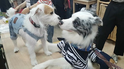 Love at first sight: Border Collie and Jack Russell