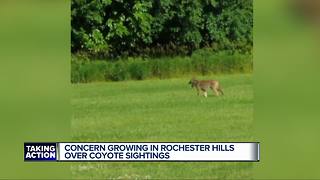 Concern growing in Rochester Hills over coyote sightings