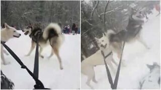 Este Natal quem puxa o trenó são huskies