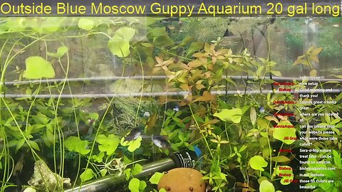 LIVE | Guppy Farming & Aquascaping! Day 9