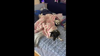 Three dogs settle down for nap with a bedtime story