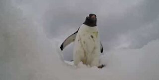 Pinguini incuriositi da una videocamera GoPro