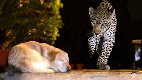 LEOPARD VS DOG