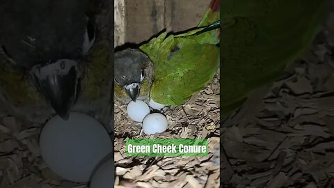 Green Cheek Conure Lays Surprise Eggs 😍😍 l #shorts l @BikisAviary
