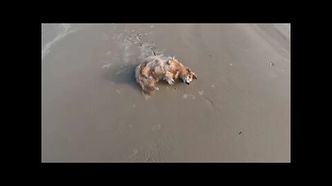 Mr Ween checking out Playa Miramar! Tampico, Mexico!