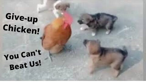 Funny, Dogs vs Chicken Fight! Who's the Winner?!