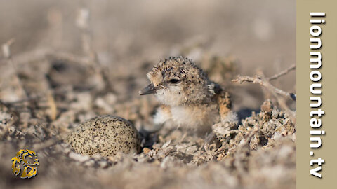 African Skimmers Protecting Their Chicks from Monitor Lizard.