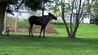 Family Has Dangerously Close Encounter With Wild Bull Moose