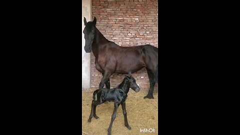 Horse and foal