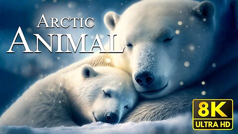Arctic Animal 8K - Scenic Wildlife Film With Calming Music
