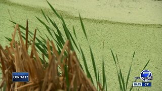 Larkspur homeowners say pond that could contain algae is hurting wildlife and their health