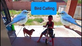 Funniest Talking Birds Compilation