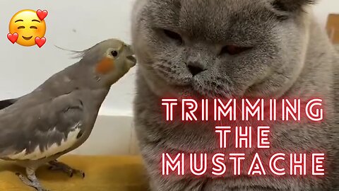 Trimming the Mustache (Cats Series 1)