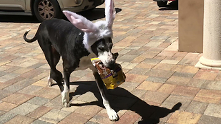 Great Dane with Easter bunny ears delivers dog treats