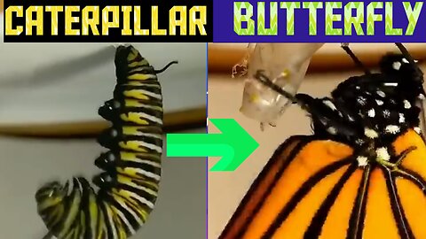 How a caterpillar becomes a Butterfly?