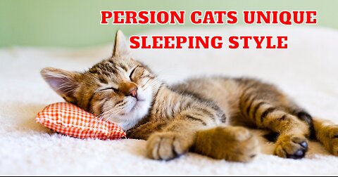 Persion Cat is Sleeping In Unique way 😍 |VibesOfAnimals