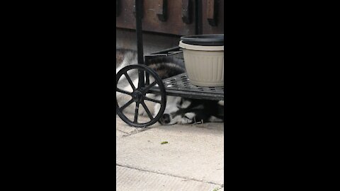 This Husky can sleep anywhere