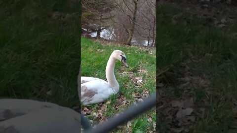 Beautiful young swan