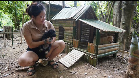 🔴 Build Mini House For My Puppys, Bushcraft Camp - OFF GRID LIVING in the Rainforest Ep.23