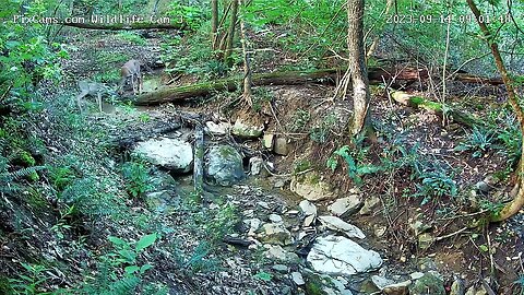 Two young bucks sparring in stream on Wildlife Cam 3 9/14/2023